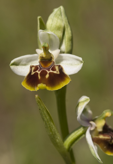 Variabilit in Op Gracilis in Lucania